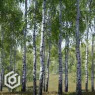 Trees: Birch Tree
